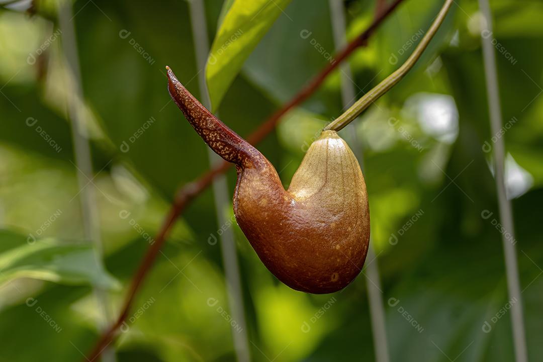 Birthwort Plant Flor do Gênero Aristolochia