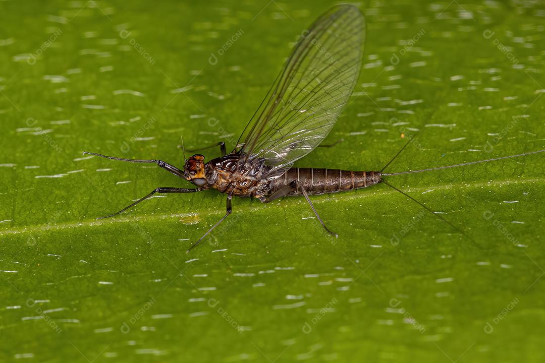 Fêmea adulta Mayfly Prong-gilled da família Leptophlebiidae