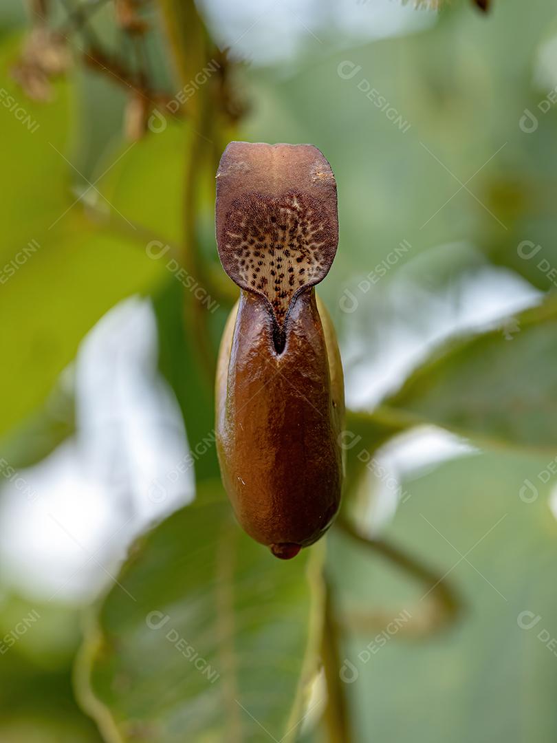 Birthwort Plant Flor do Gênero Aristolochia