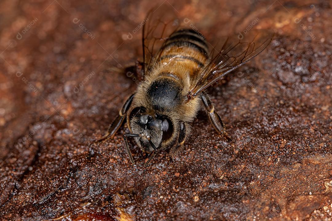 Fêmea adulta abelha ocidental da espécie Apis mellifera comendo raiz árvore angiosperma