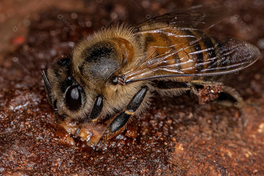 Fêmea adulta abelha ocidental da espécie Apis mellifera comendo raiz árvore angiosperma