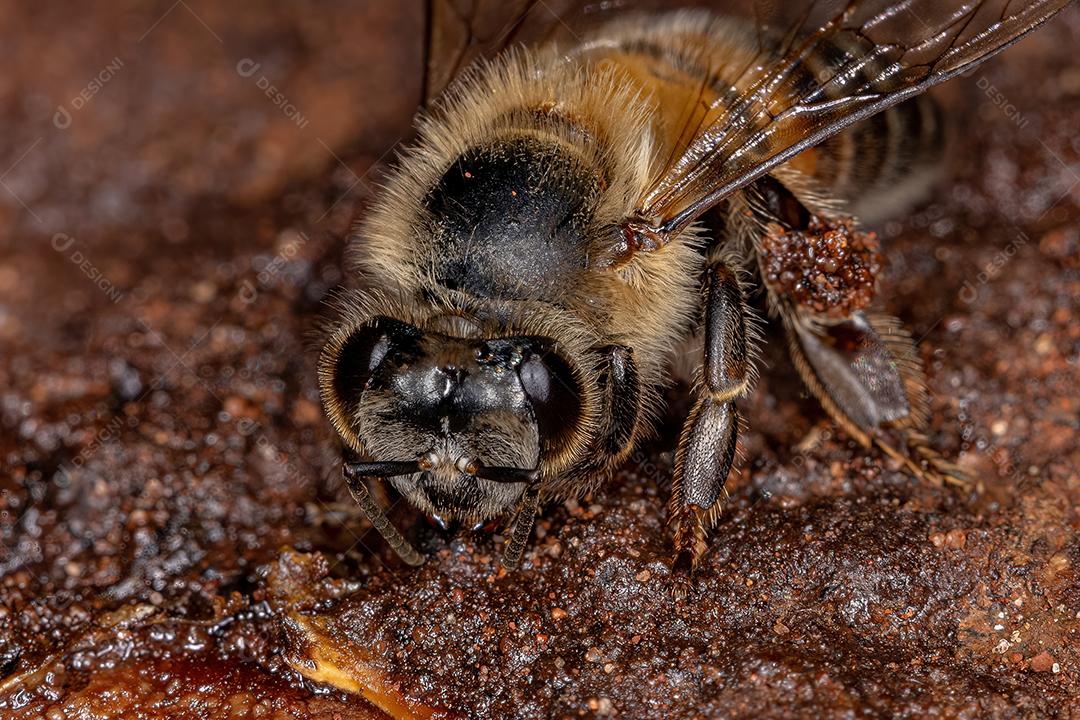 Fêmea adulta abelha ocidental da espécie Apis mellifera comendo raiz árvore angiosperma