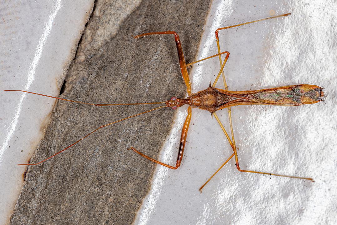 Inseto Assassino Adulto do Gênero Debilia