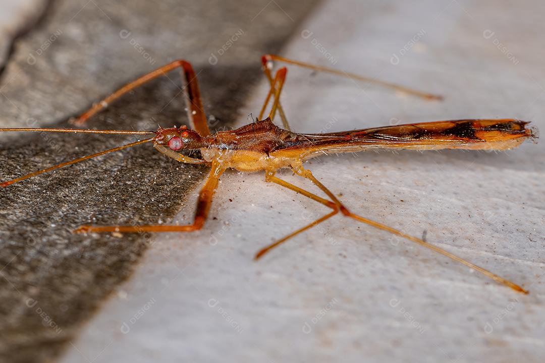 Inseto Assassino Adulto do Gênero Debilia