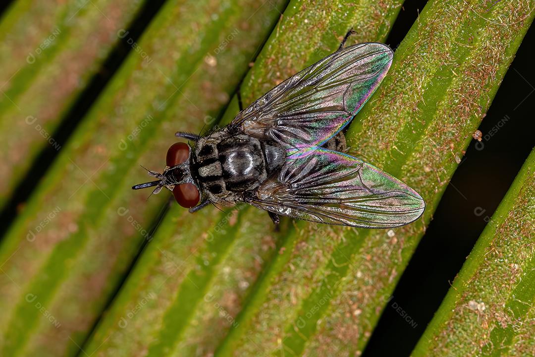 Mosca doméstica adulta do gênero Stomoxys