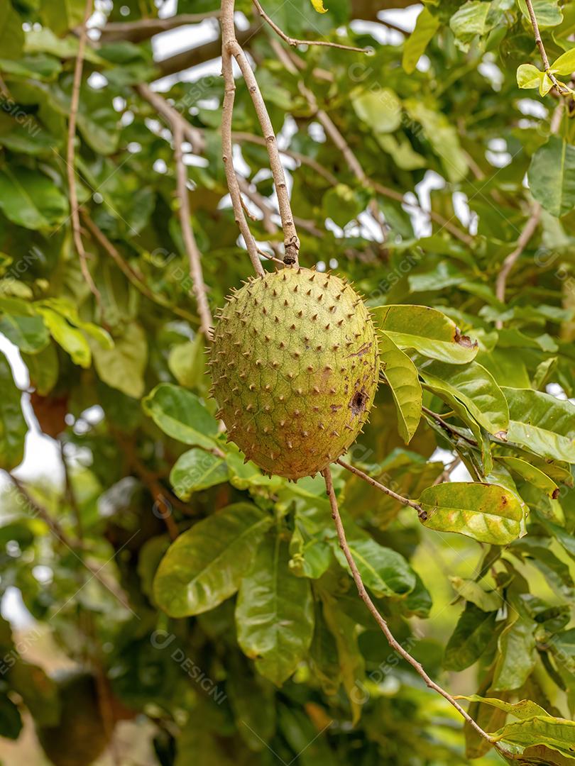 Graviola Verde Fruto da espécie Annona muricata com foco seletivo