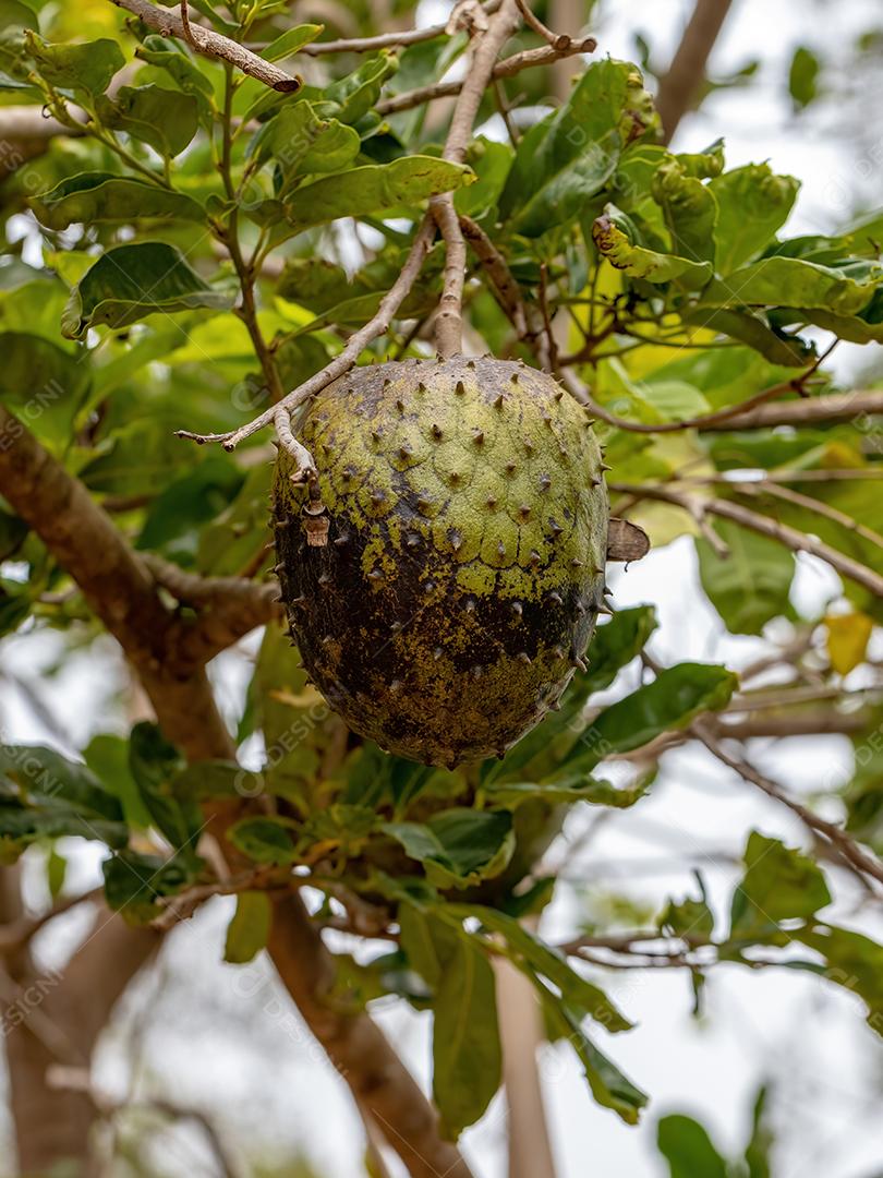 Graviola Verde Fruto da espécie Annona muricata