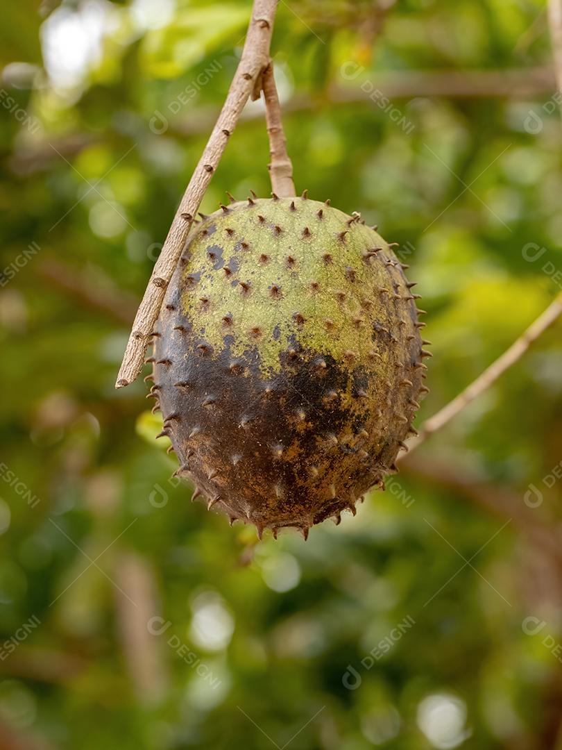 Graviola Verde Fruto da espécie Annona muricata com foco seletivo