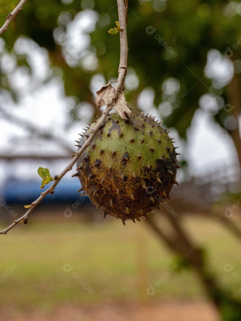Graviola Verde Fruto da espécie Annona muricata com foco seletivo