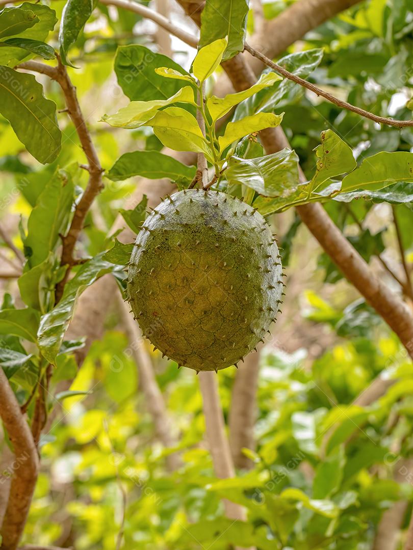 Graviola Verde Fruto da espécie Annona muricata com foco seletivo