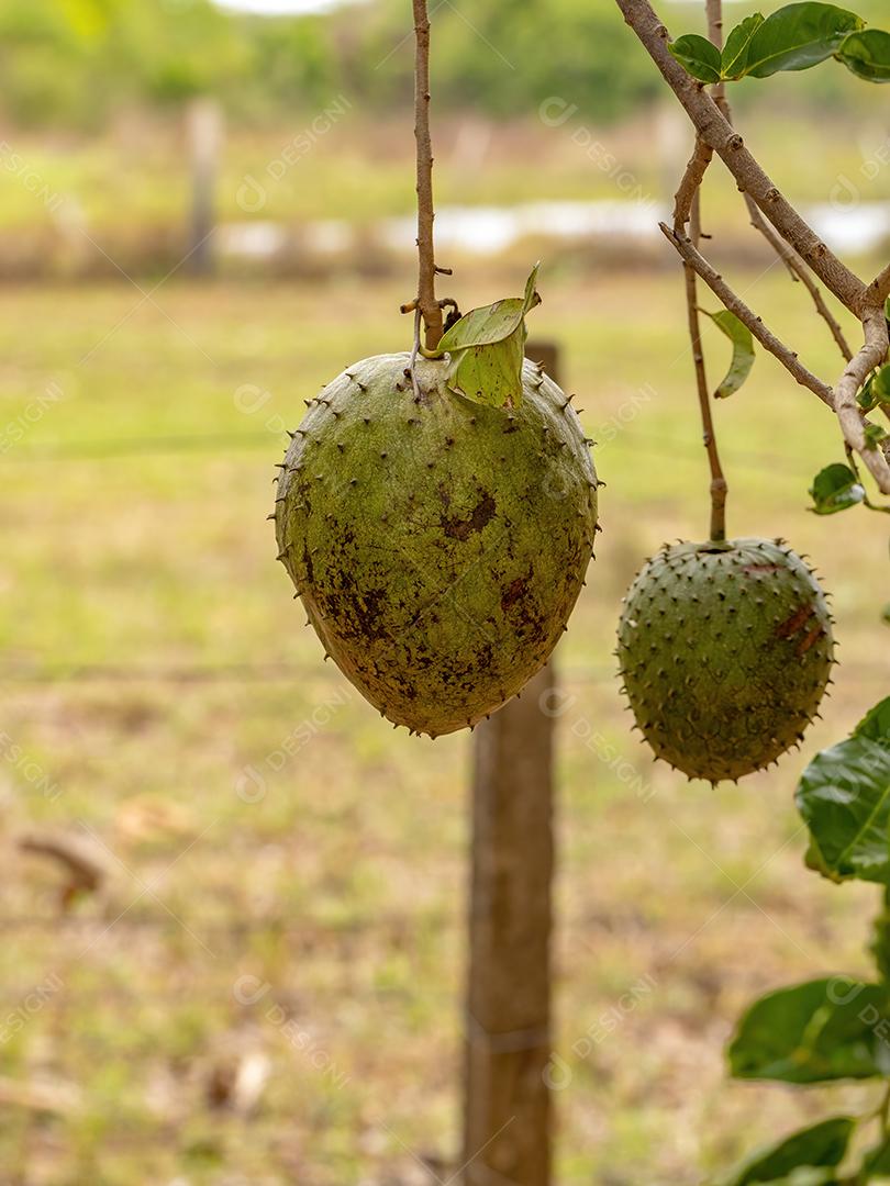 Graviola Verde Fruto da espécie Annona muricata