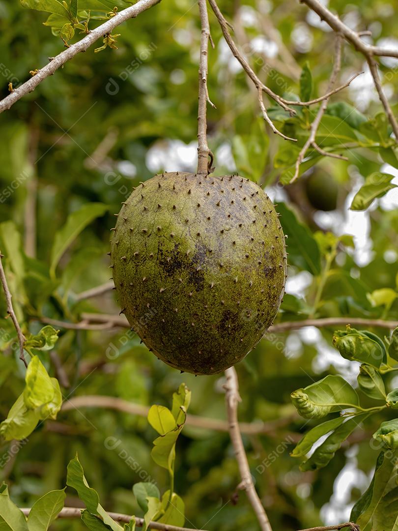 Graviola Verde Fruto da espécie Annona muricata