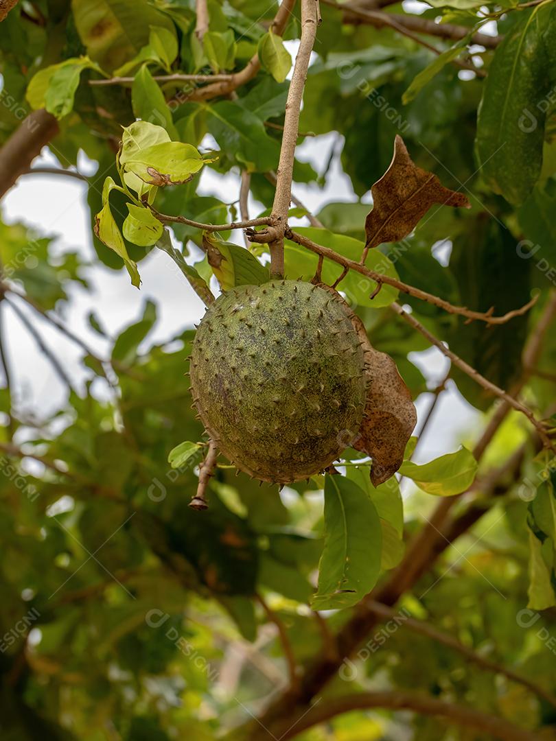 Graviola Verde Fruto da espécie Annona muricata
