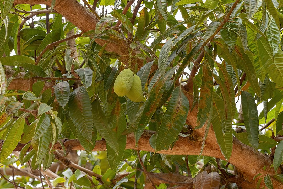 Graviola Verde Fruto da espécie Annona muricata
