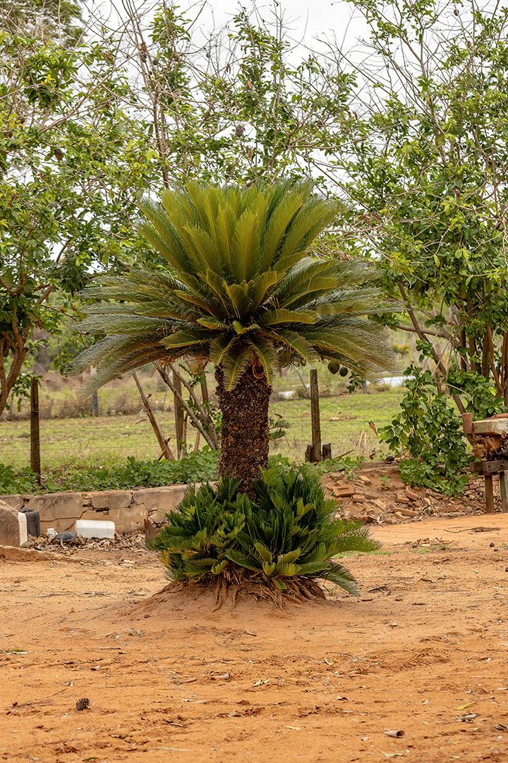 Mangueira da espécie Mangifera indica com frutos