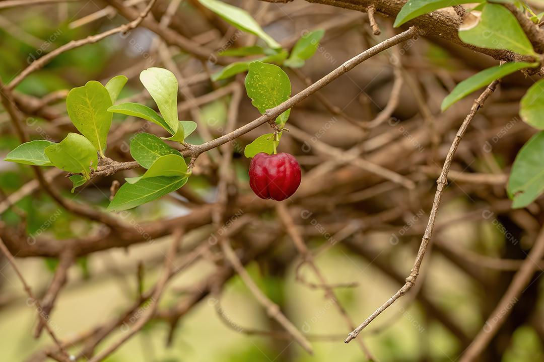 Frutos de Acerola vermelha da espécie Malpighia emarginata