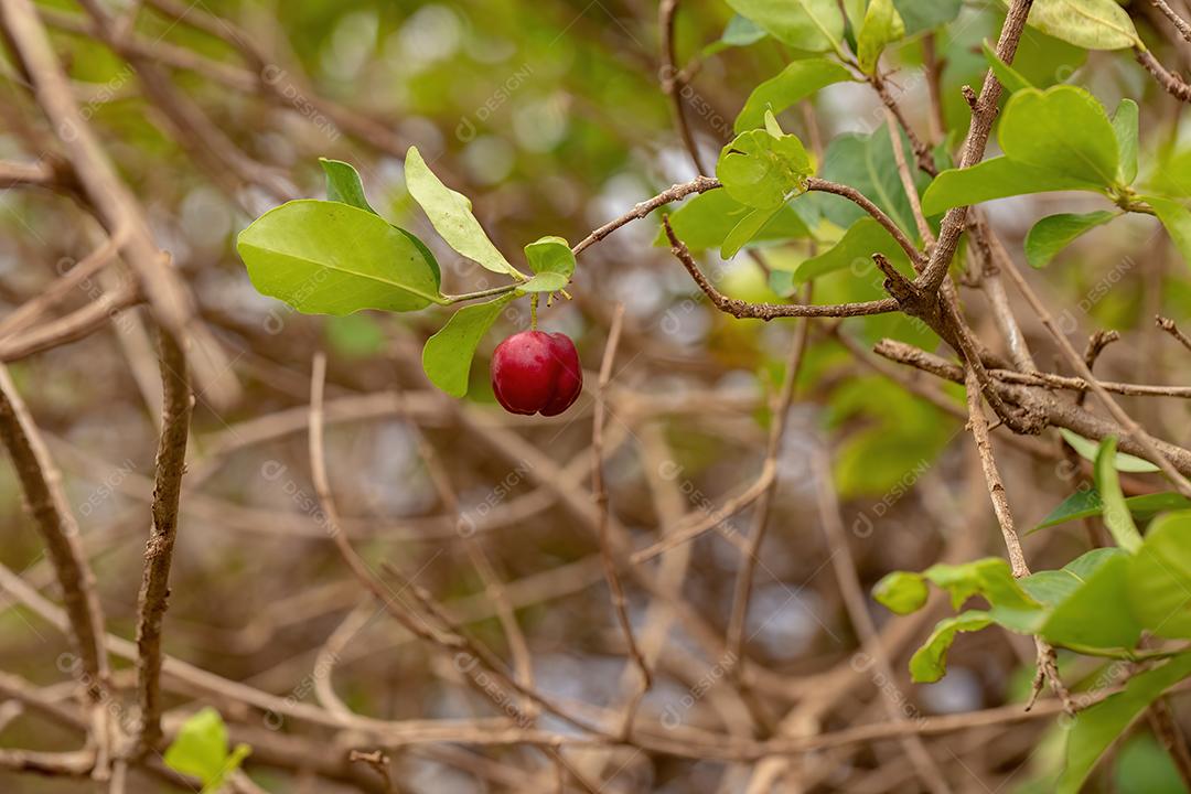 Frutos de Acerola vermelha da espécie Malpighia emarginata