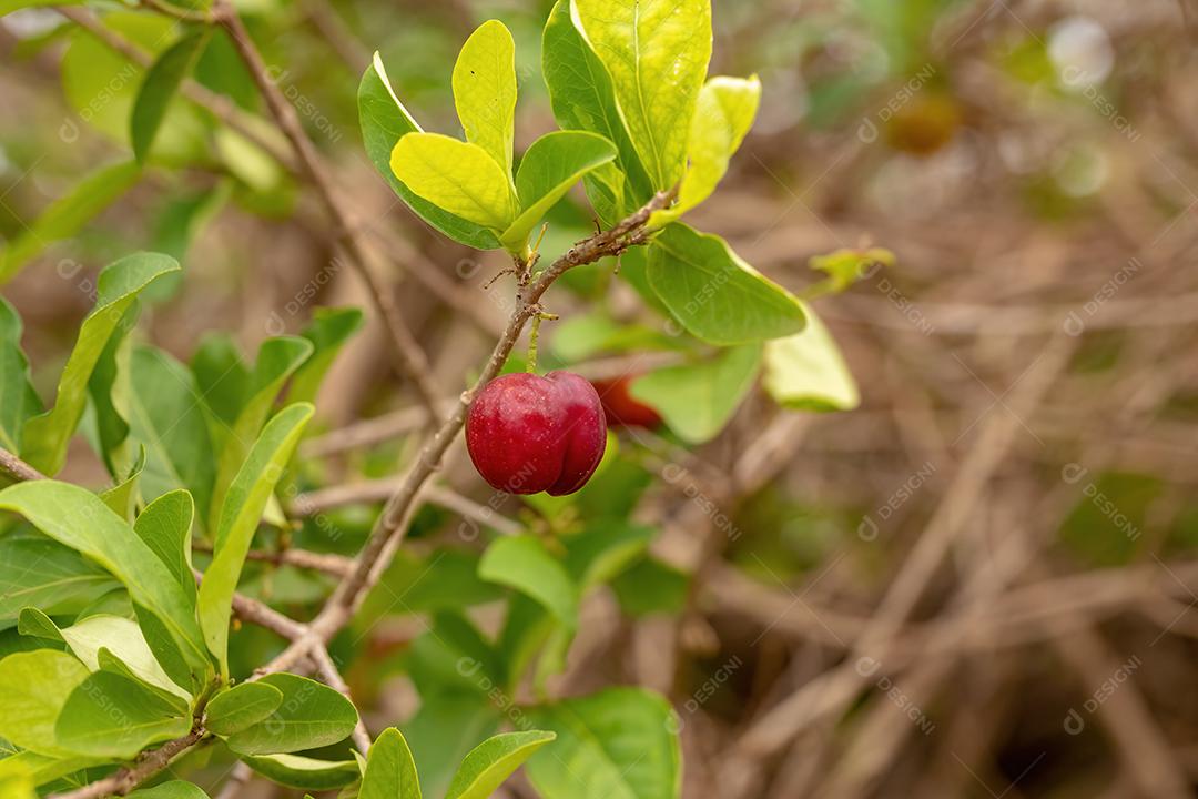 Frutos de Acerola vermelha da espécie Malpighia emarginata