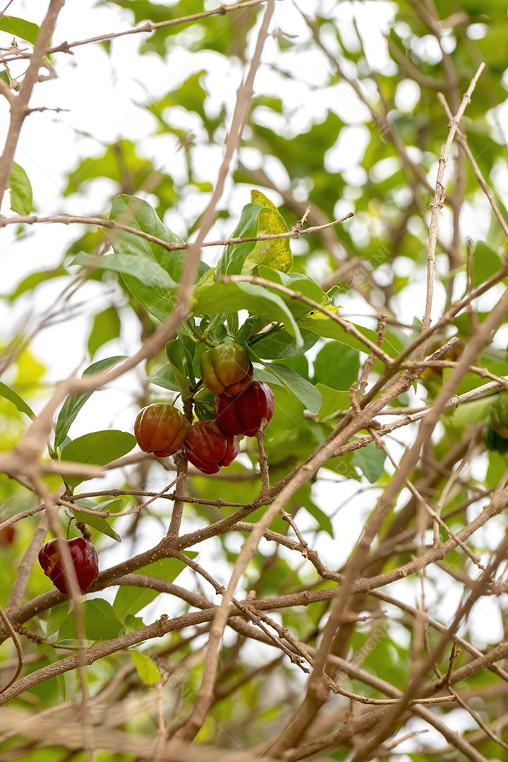 Frutos de Acerola vermelha da espécie Malpighia emarginata com foco seletivo