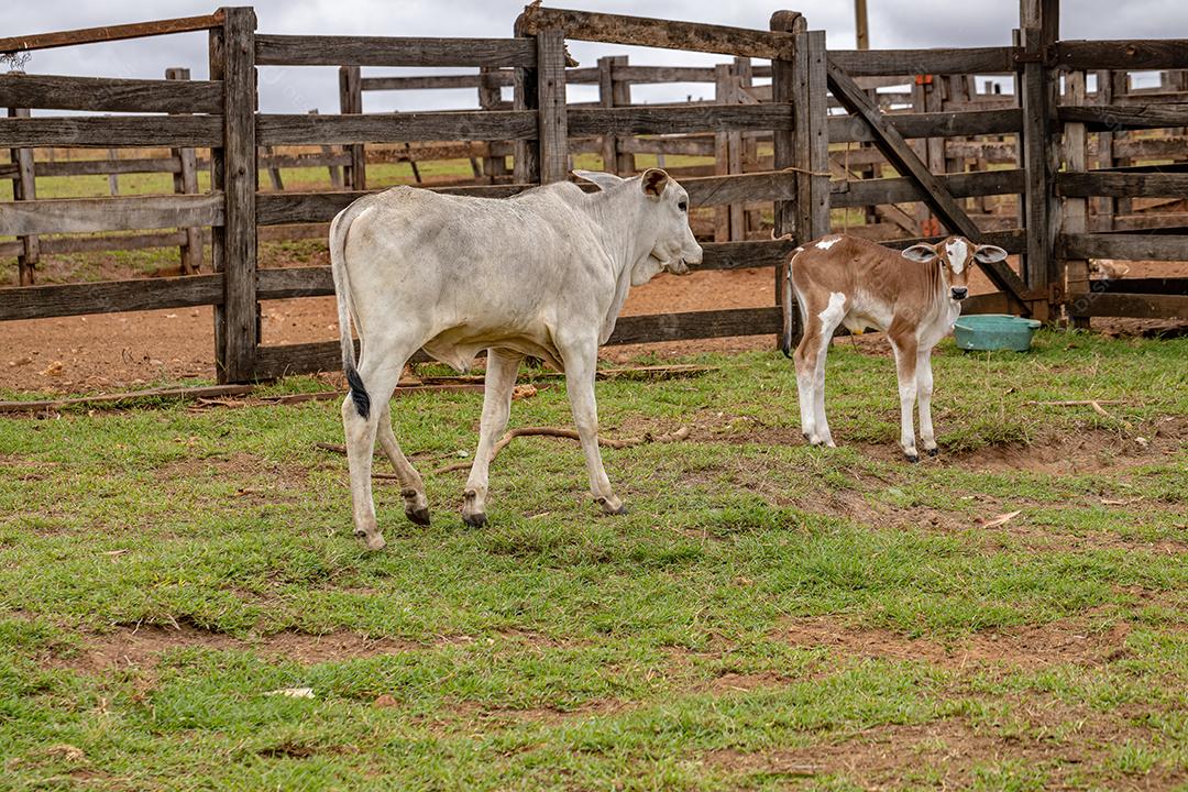 Pecuária Bovina Suína Criação De Animais Fazenda Agropecuária