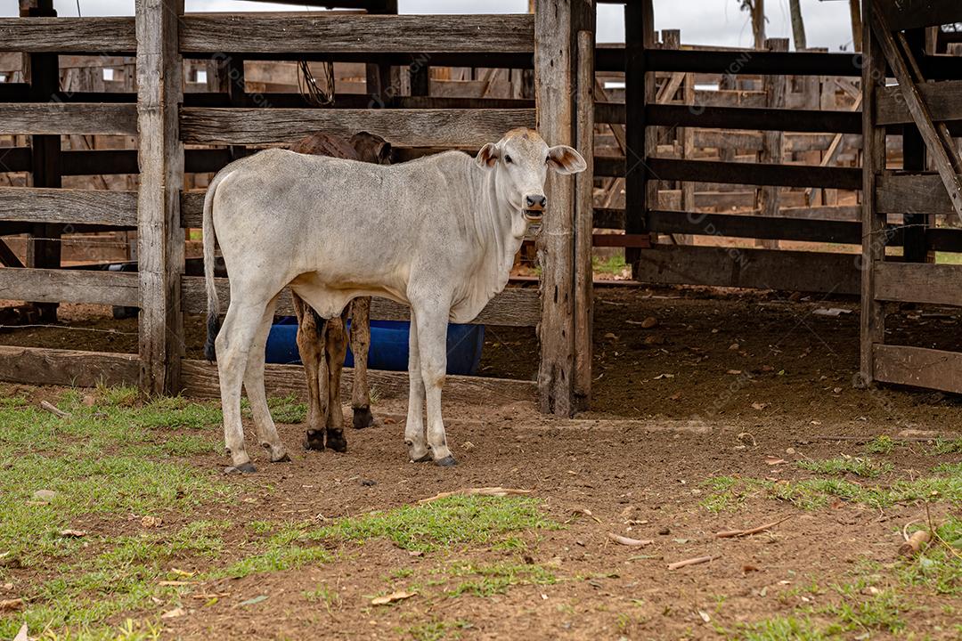 Pecuária Bovina Suína Criação De Animais Fazenda Agropecuária