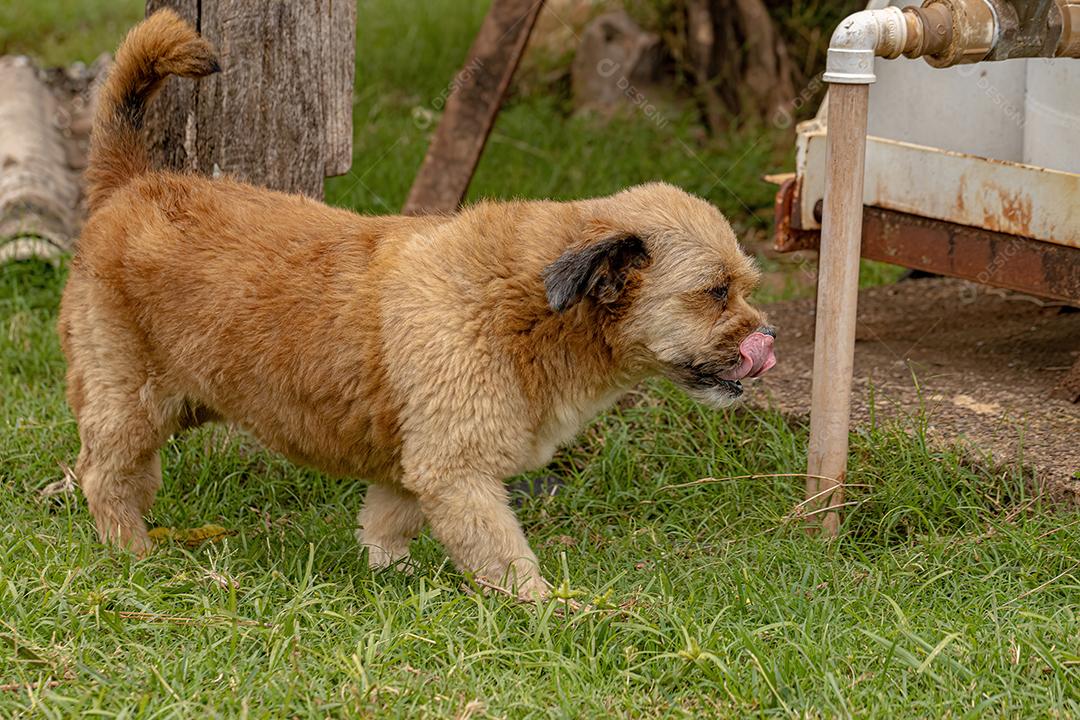 Cão cachorro doméstico em uma fazenda