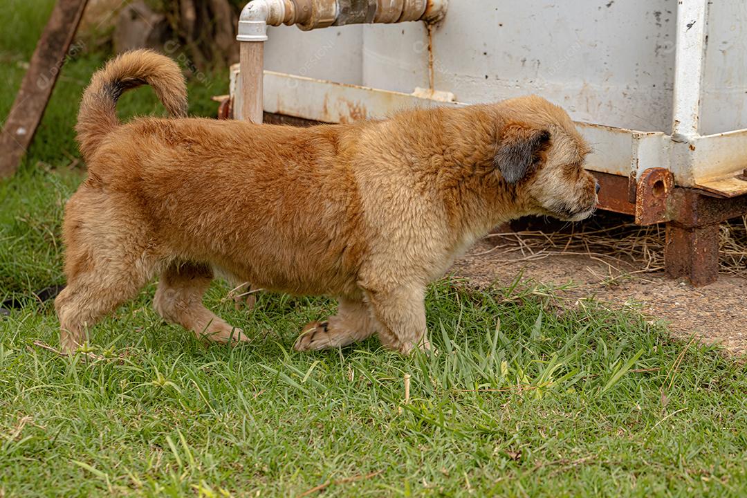 Cão cachorro doméstico em uma fazenda