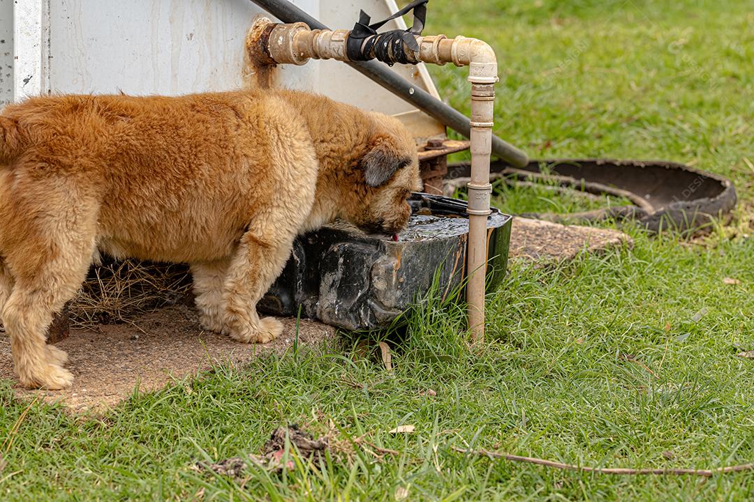 Cão cachorro doméstico em uma fazenda
