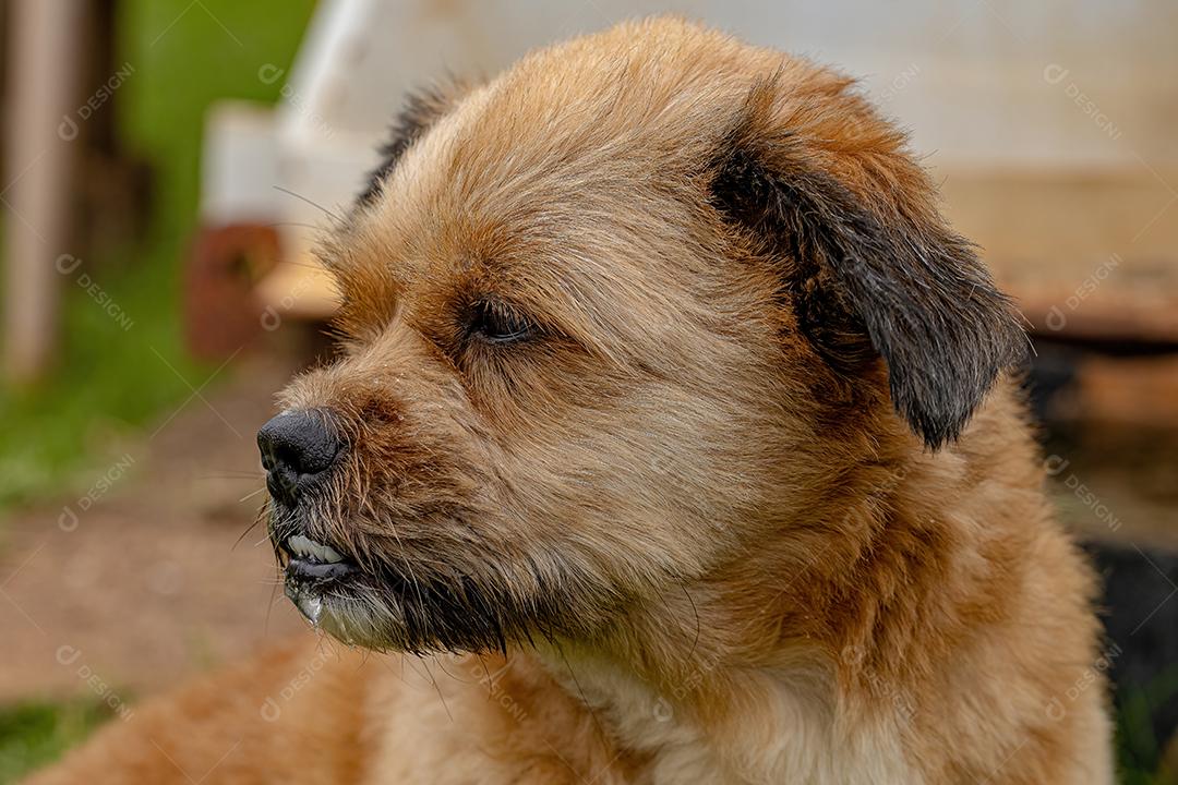 Cão cachorro doméstico em uma fazenda