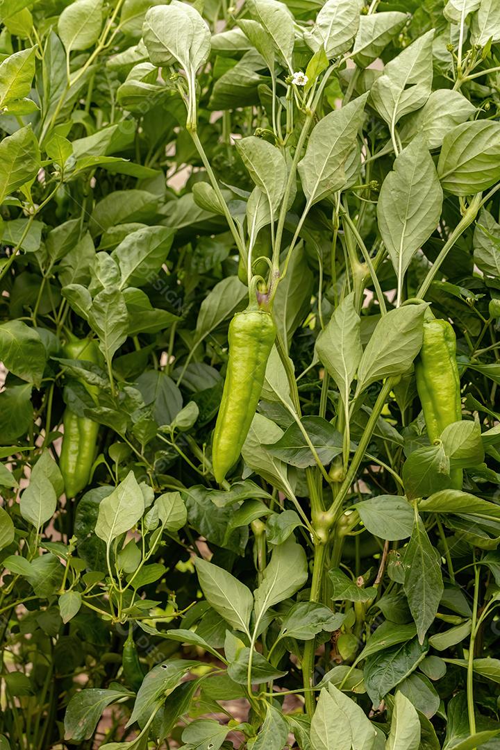 Plantas de pimenta com frutas