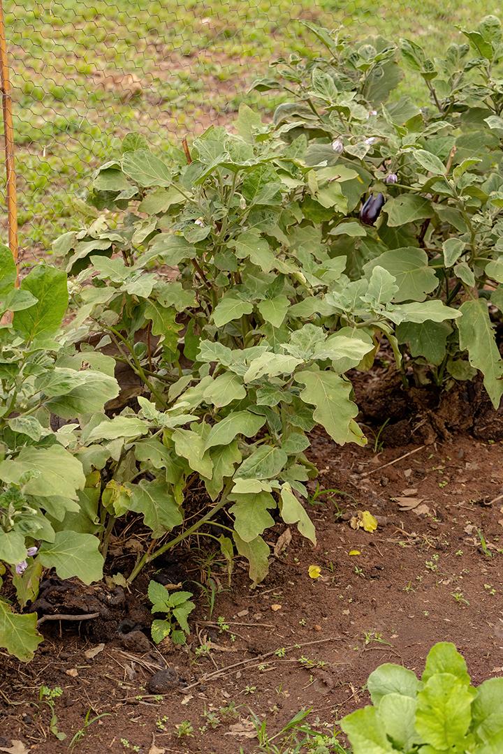 Berinjela da espécie Solanum melongena cultivada em solo