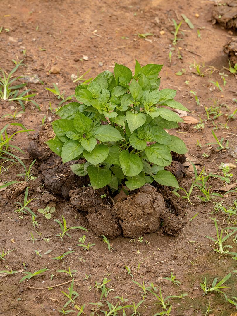 Folhas de plantas de pimenta