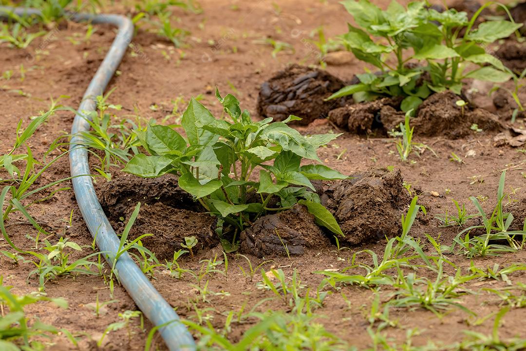 Folhas de plantas de pimenta
