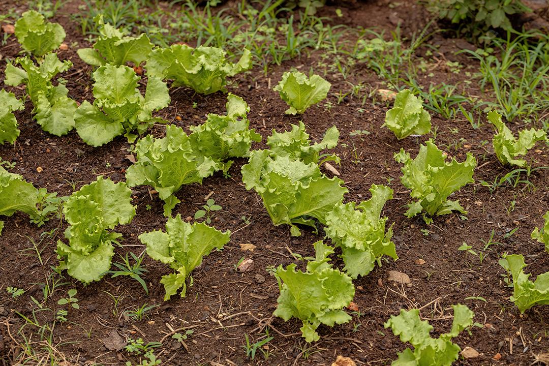 Green lettuce seedlings grown in the ground