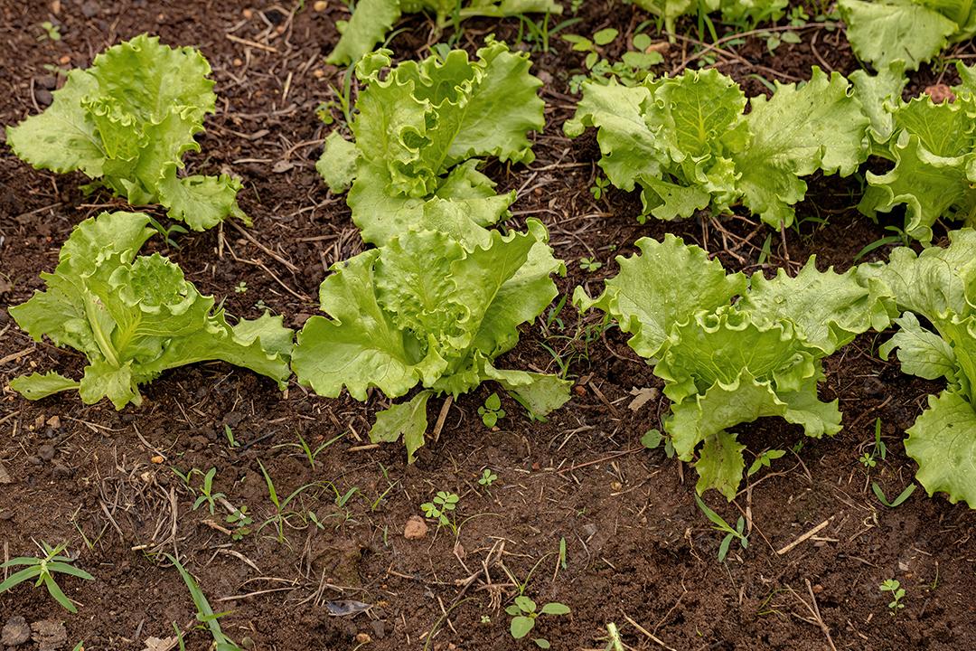 Mudas de alface verde cultivadas no solo