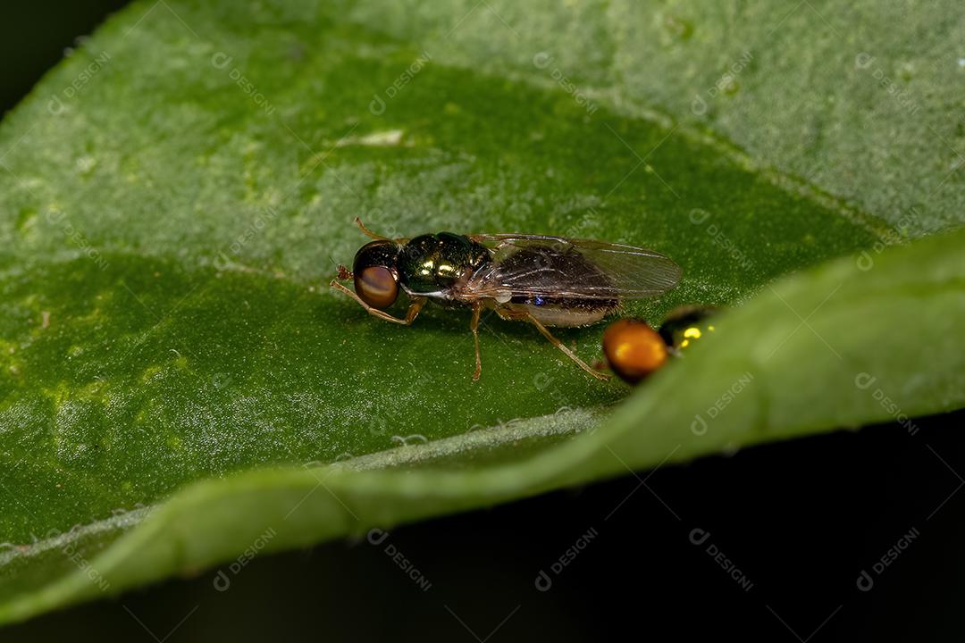 Adult Soldier Fly of the Subfamily Sarginae