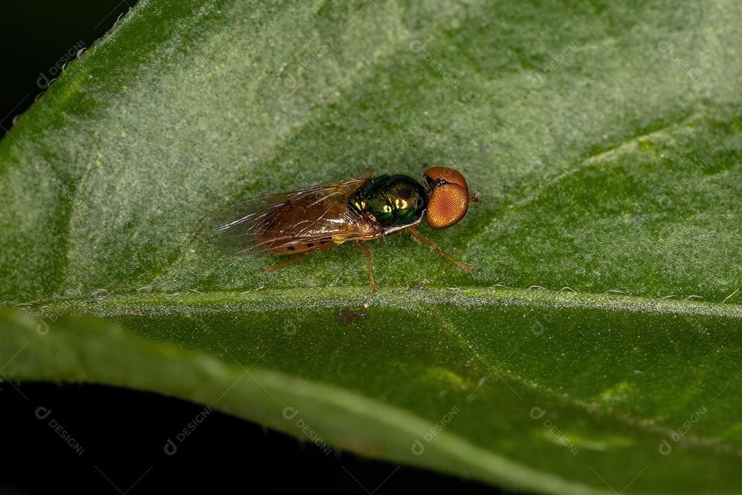 Mosca Soldado Macho Adulto da Subfamília Sarginae