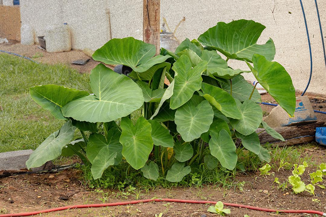 Folhas de plantas de taioba verde do gênero Xanthosoma