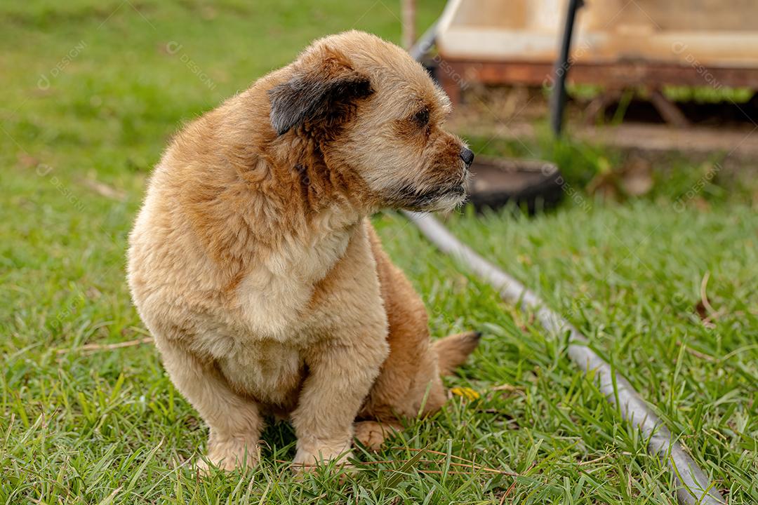 Cão cachorro doméstico em uma fazenda