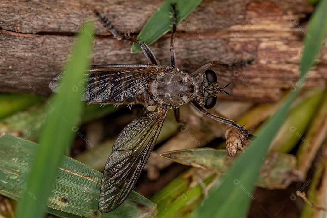 Mosca assaltante adulta da família Asilidae
