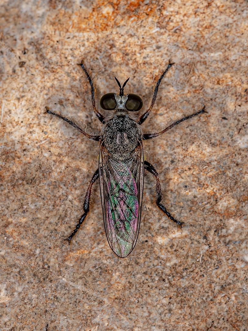Mosca Ladrão Adulto da Tribo Atomosiini