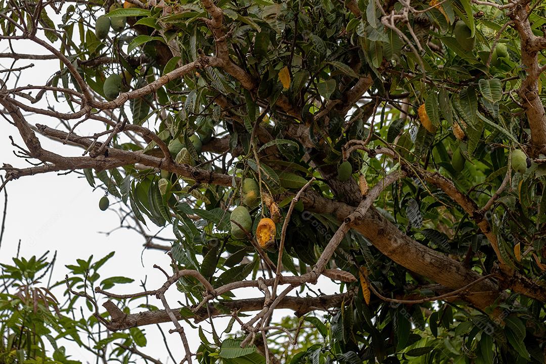 Mangueira da espécie Mangifera indica com frutos