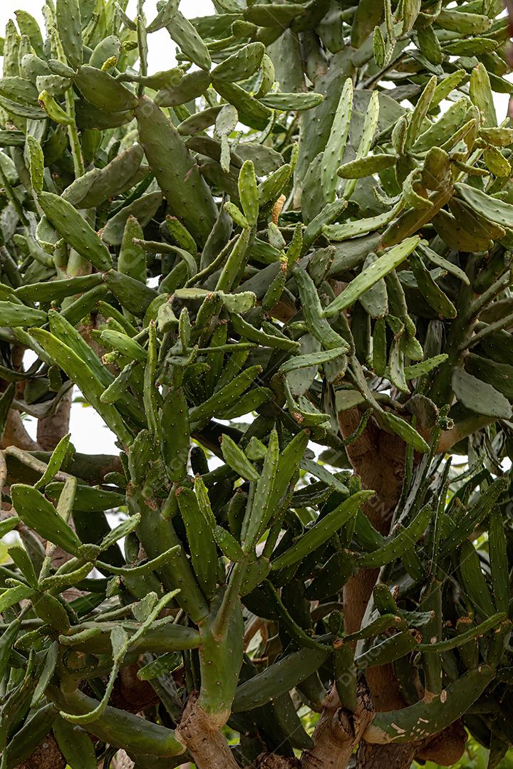 Planta de cacto de pera espinhosa do gênero Opuntia