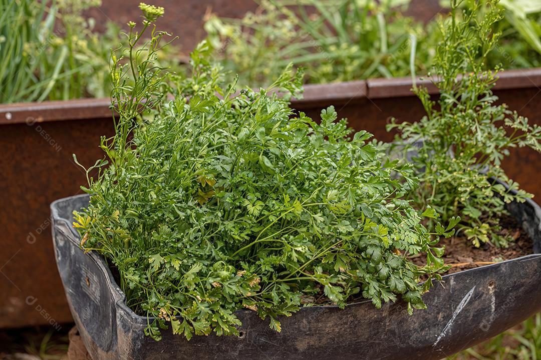 Folhas de salsa de jardim da espécie Petroselinum crispum