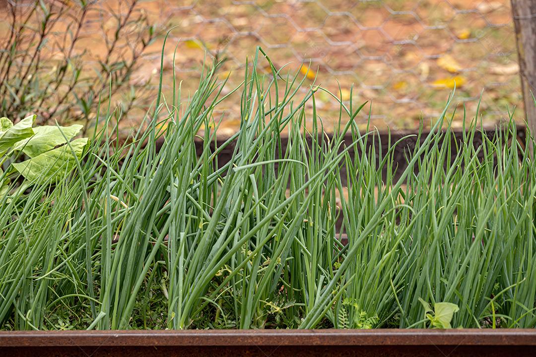 Pequenas folhas de cebolinha da espécie Allium schoenoprasum