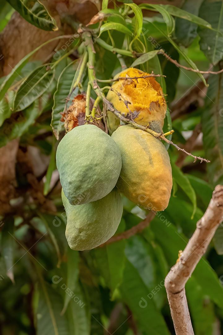 Mangueira da espécie Mangifera indica com frutos