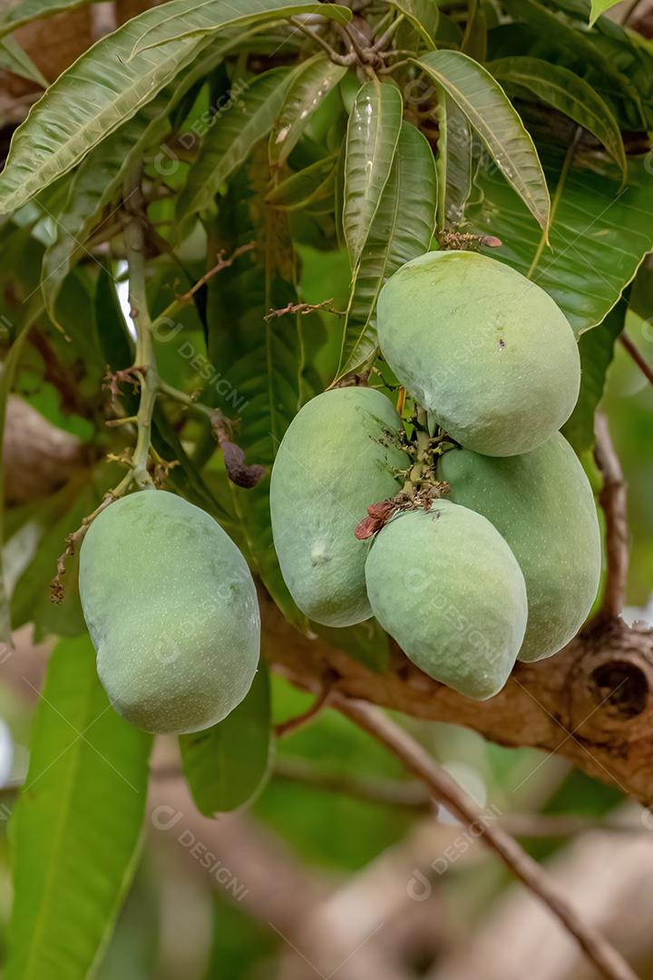 Mangueira da espécie Mangifera indica com frutos