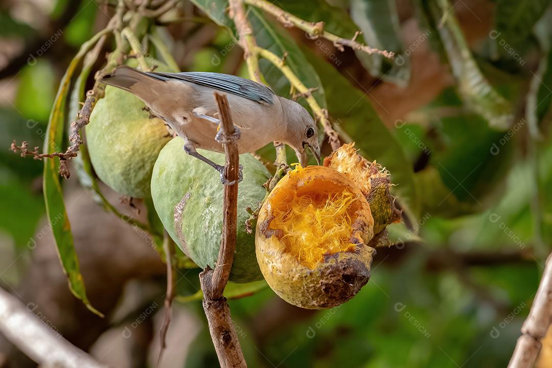 Sayaca Tanager Ave da espécie Thraupis sayaca comendo manga