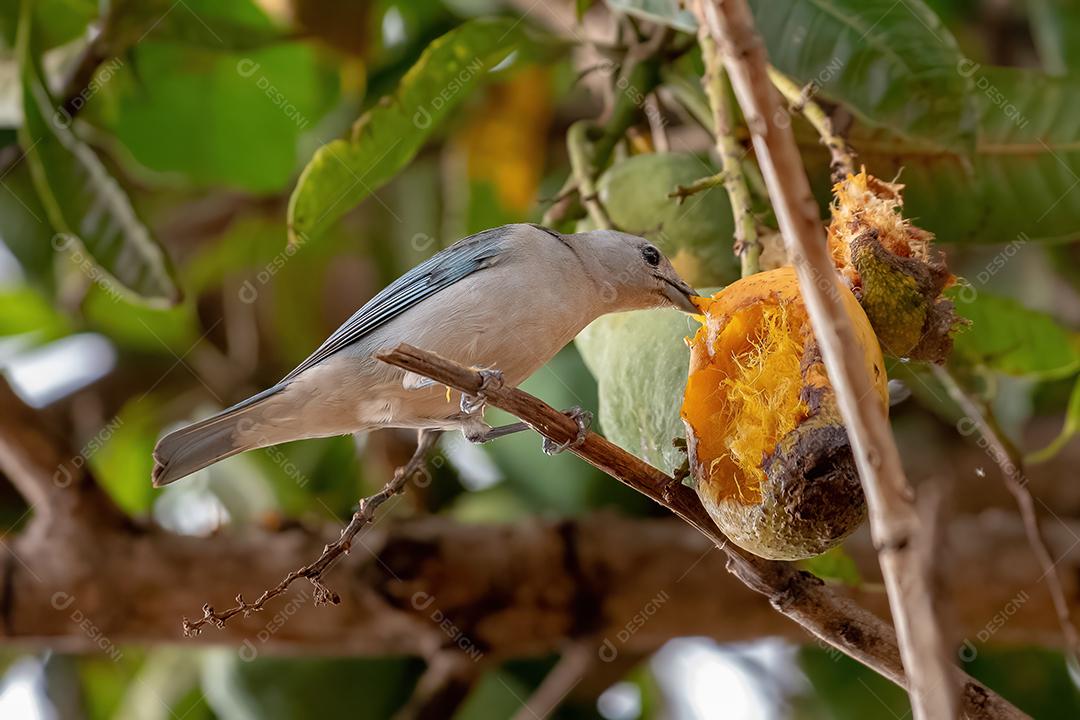 Sayaca Tanager Ave da espécie Thraupis sayaca comendo manga