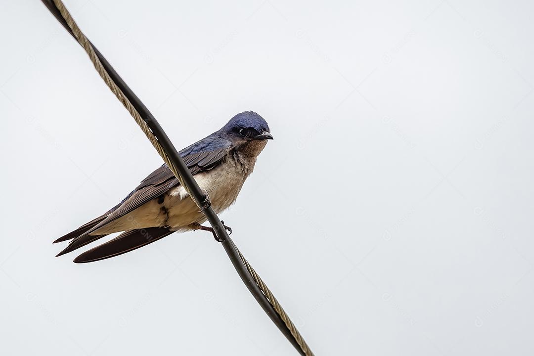 Martim de peito cinza adulto da espécie Progne chalybea empoleirado em um fio elétrico